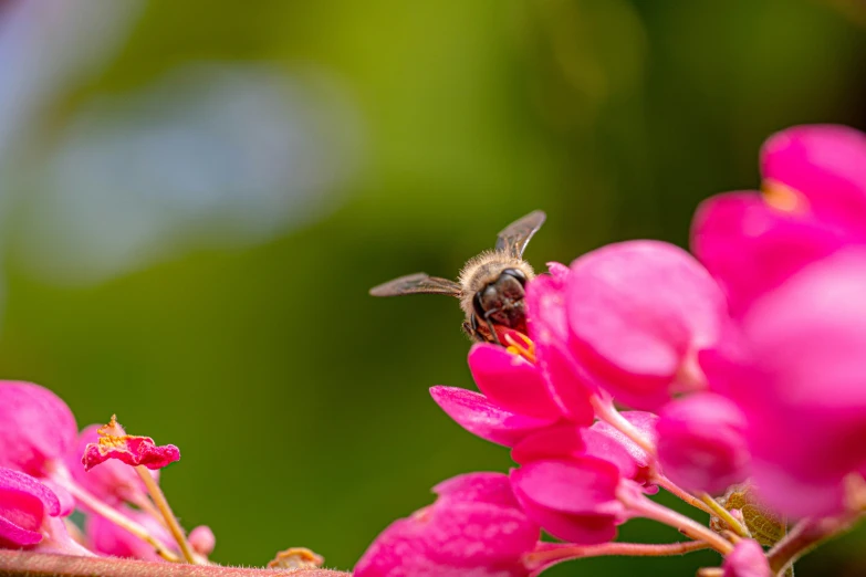 a honeybee on pink flowers in a garden