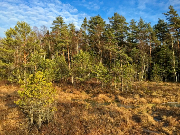 a few trees on a hillside near the woods