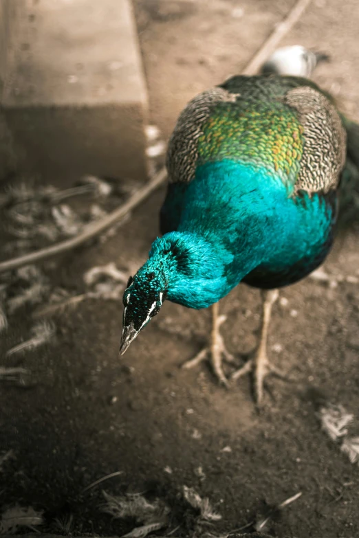 a bird with blue feathers standing on the ground