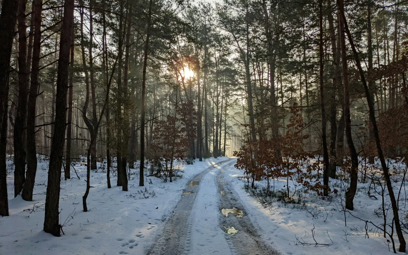 there is snow and tall trees lining the road