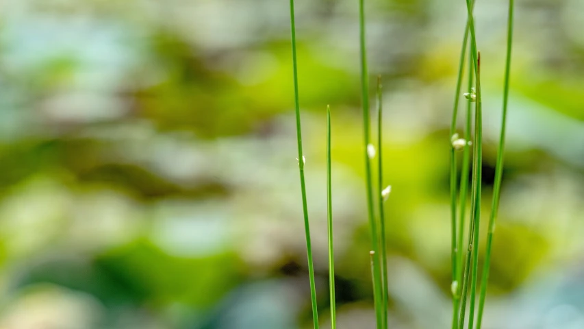 water drops on green grass in front of blurry background