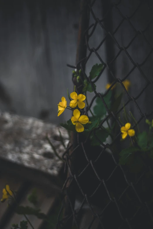 a chain link fence with little yellow flowers on it