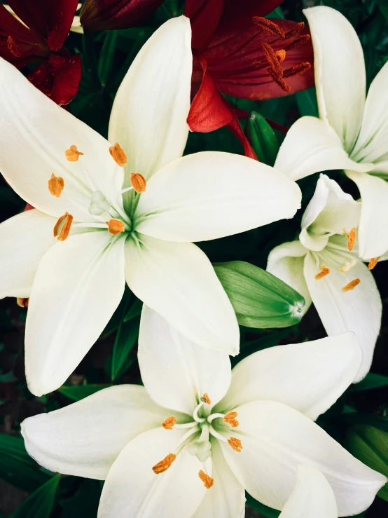 some white flowers with green stems by the leaves