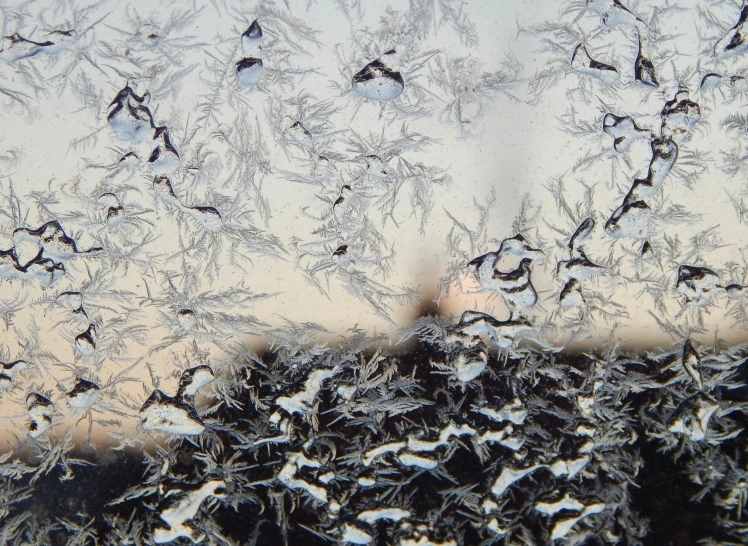 this is an image of a lot of birds flying outside of the window