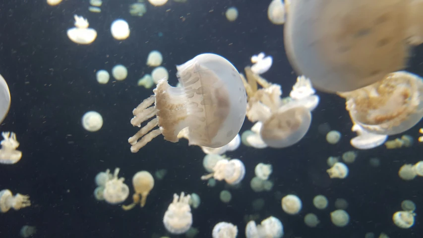 various sea animals floating in an aquarium together