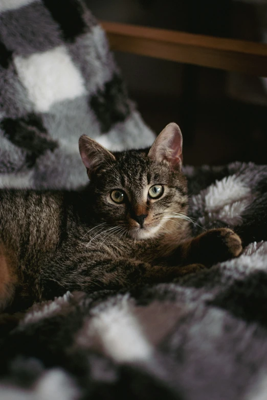 a gray cat laying on a large plaid blanket