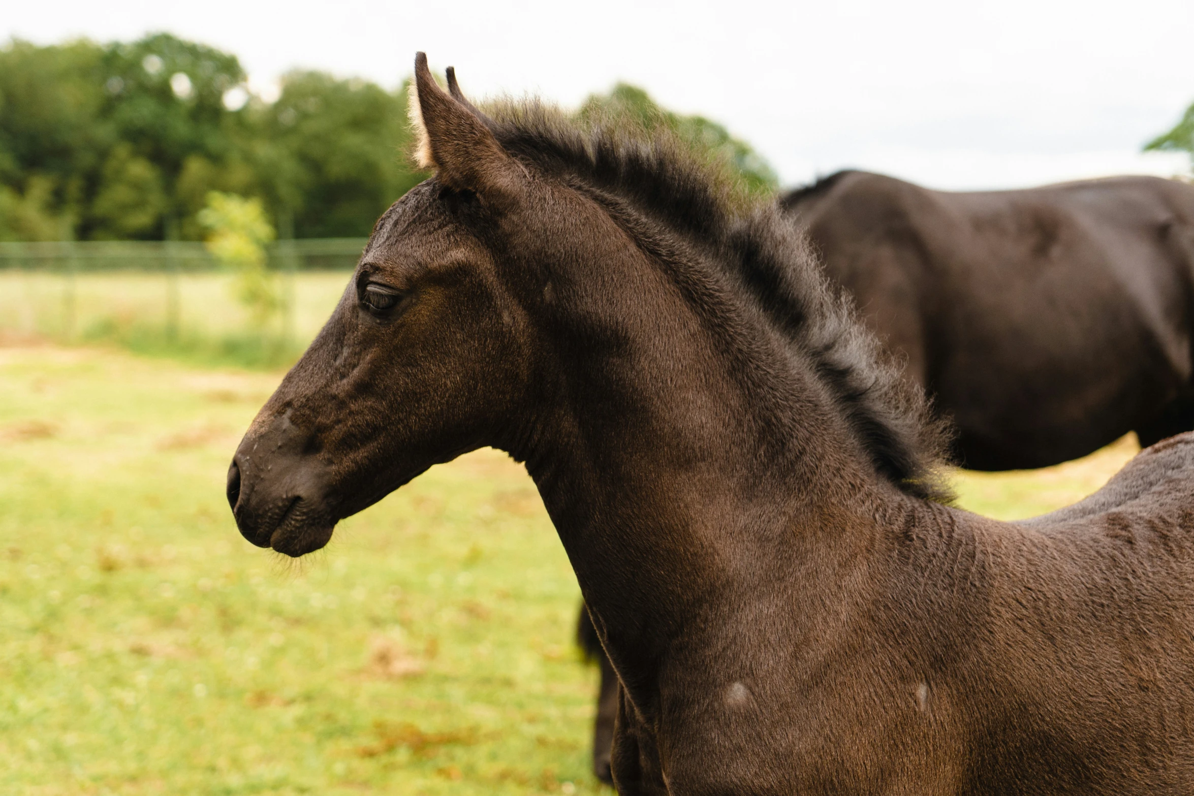 two brown horses with one is black