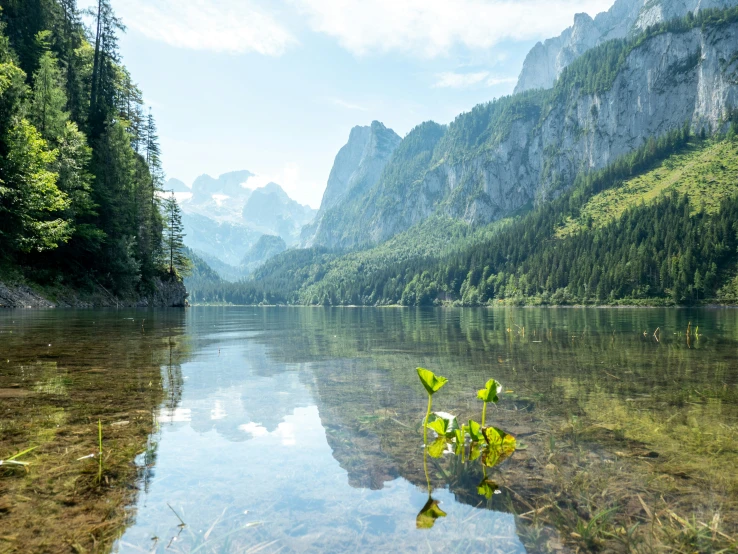 clear water on a rocky mountain stream near a forest