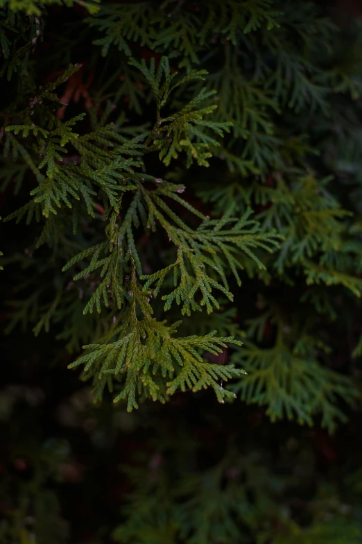 an area with a tree that has a lot of green leaves