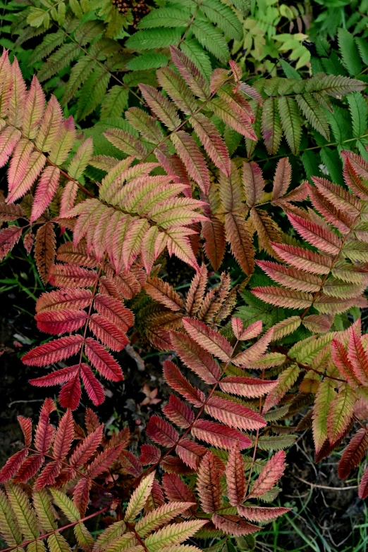 a couple of different plants with some green leaves