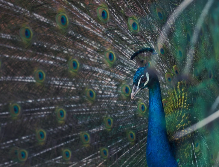 peacock with tail feathers spread out and a man staring at it
