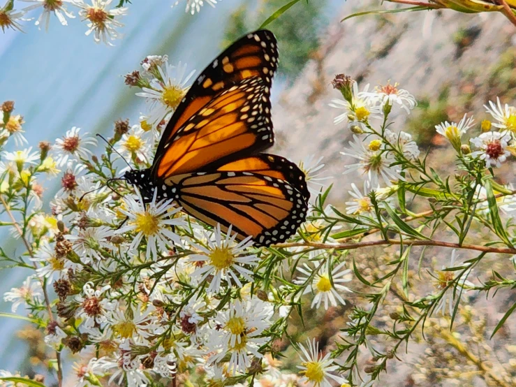 a erfly flying away from a cluster of white daisies