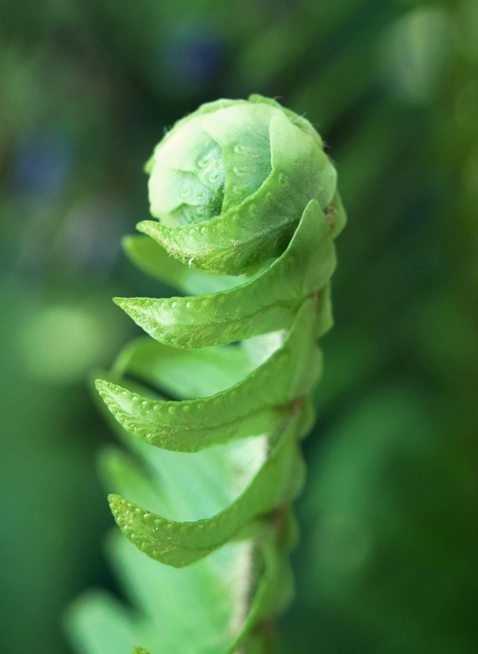 a fern leaf is shown in a blurred background