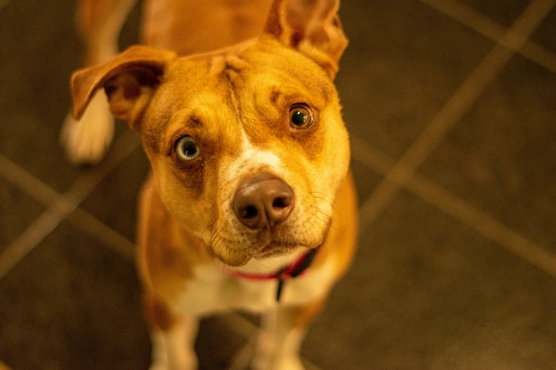 a dog is looking at the camera while wearing a red collar