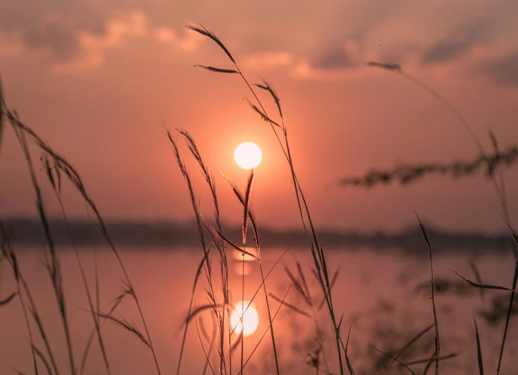 the sun peeking through a patch of tall grass