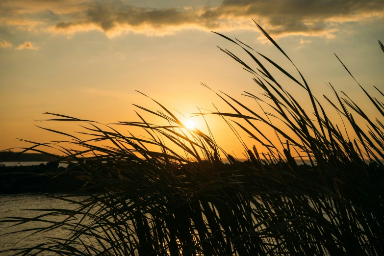 a bird is standing near the tall grass at sunset