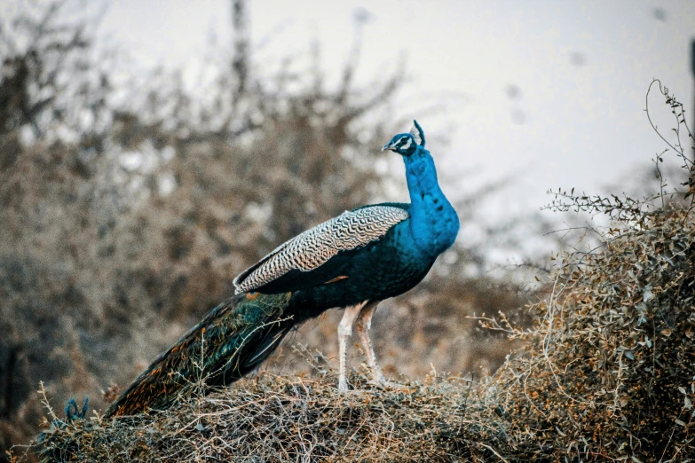 a blue bird stands on top of a pile of dead grass