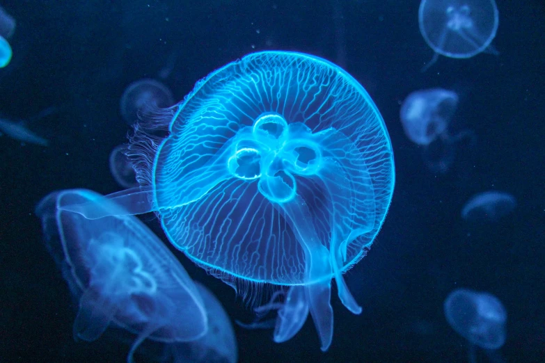 a very large group of jellyfish floating by on some black water