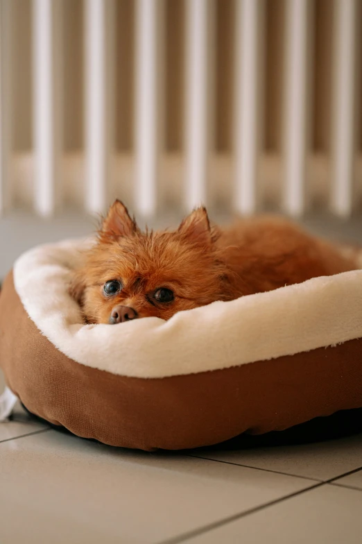 the small dog is laying down in his bed