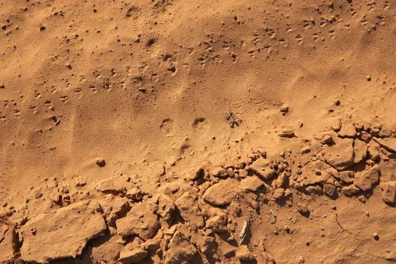 a white bird laying in the sand near some rocks