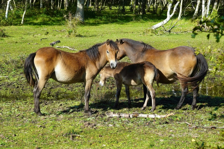 three horses are grazing on green grass next to trees