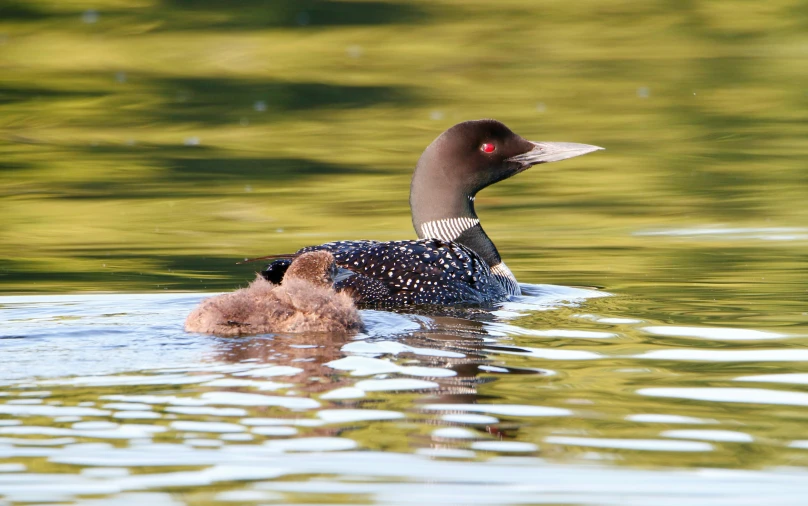 a large adult and small baby duck in the water