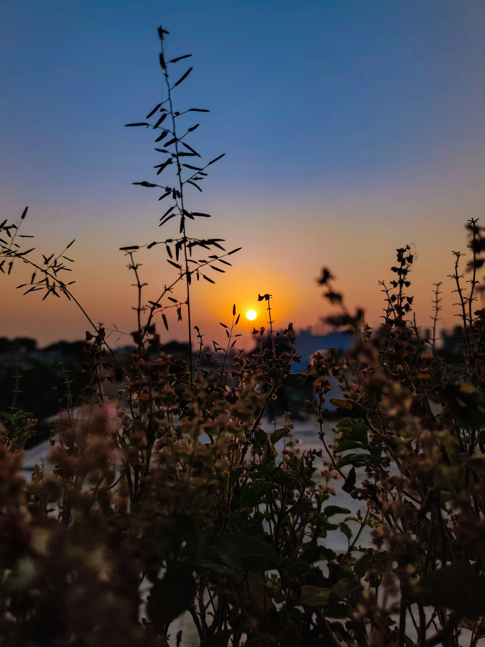 a sunset and some bushes in the foreground