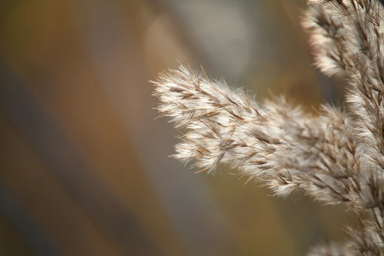 a brown and white plant that is in the grass