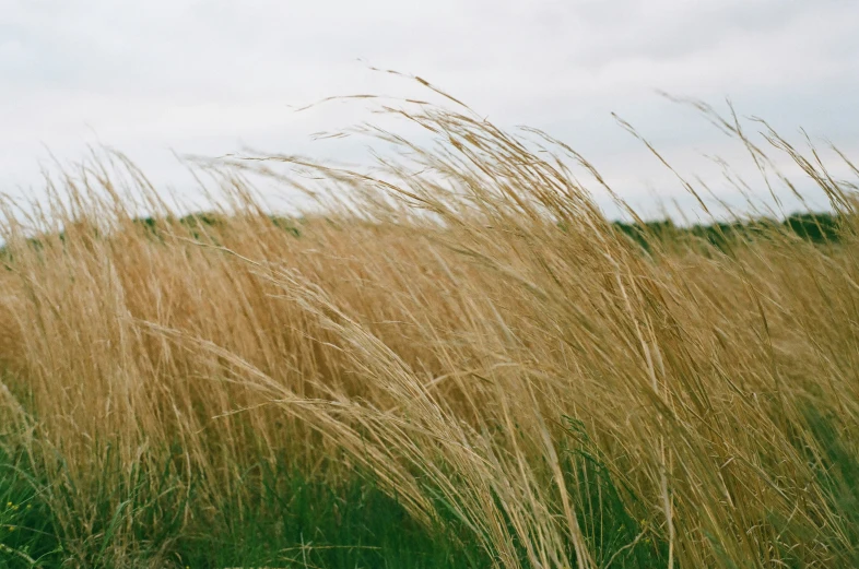long grasses blowing in the wind in a field