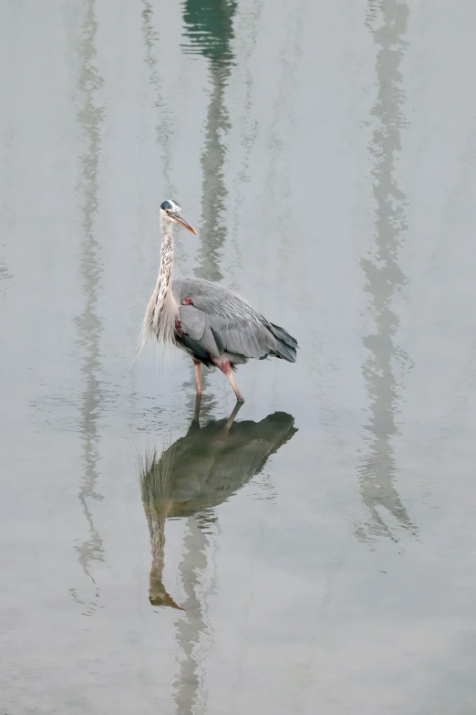 a bird standing on top of a river