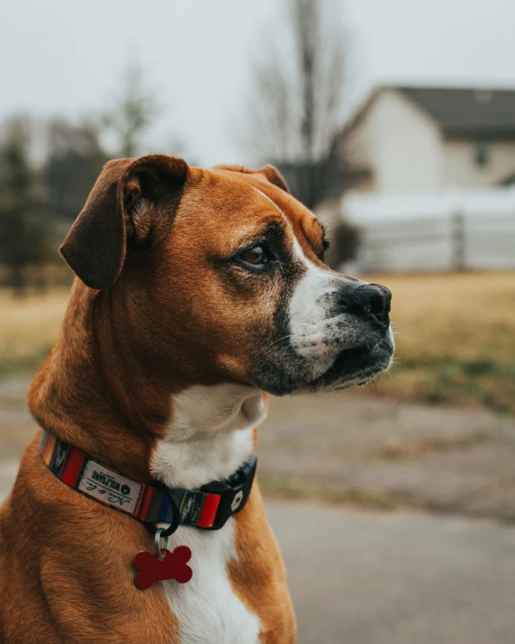 a brown and white dog is sitting on the pavement