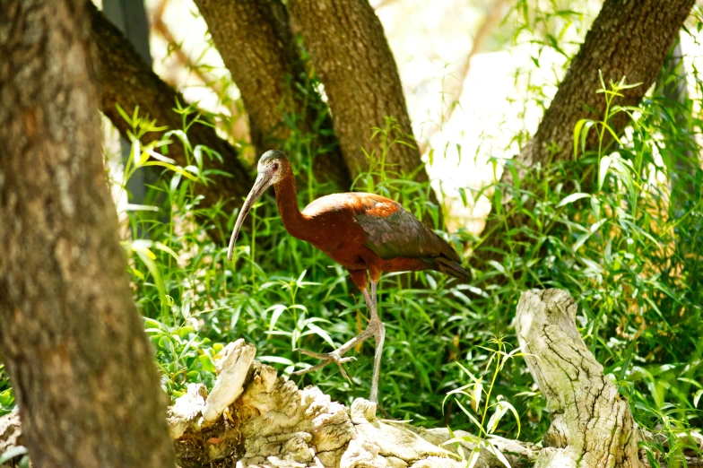 an exotic bird standing next to a tree