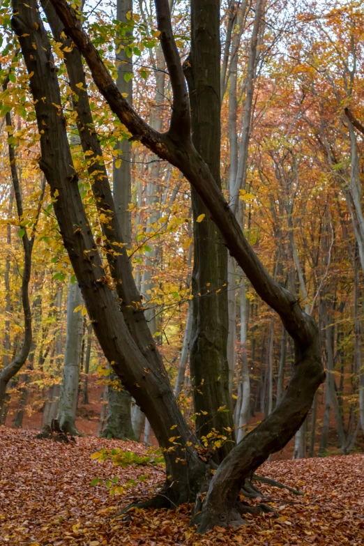 an upclose tree stands tall, in the middle of a forest with falling leaves