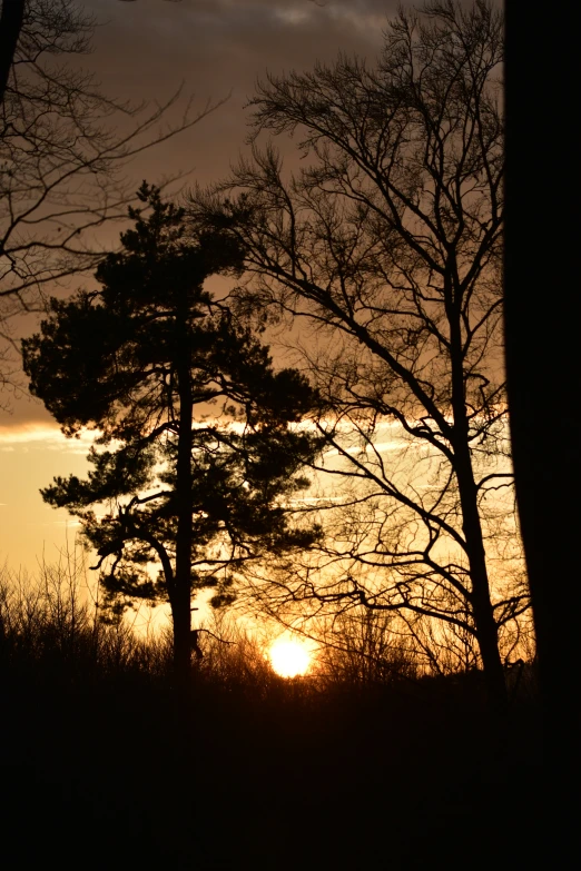 the sun is setting behind two trees