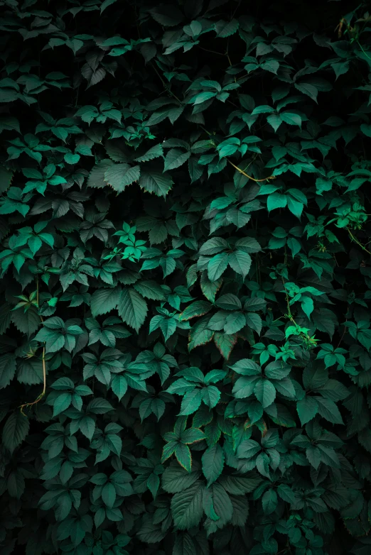 this is a dark background with green leaves