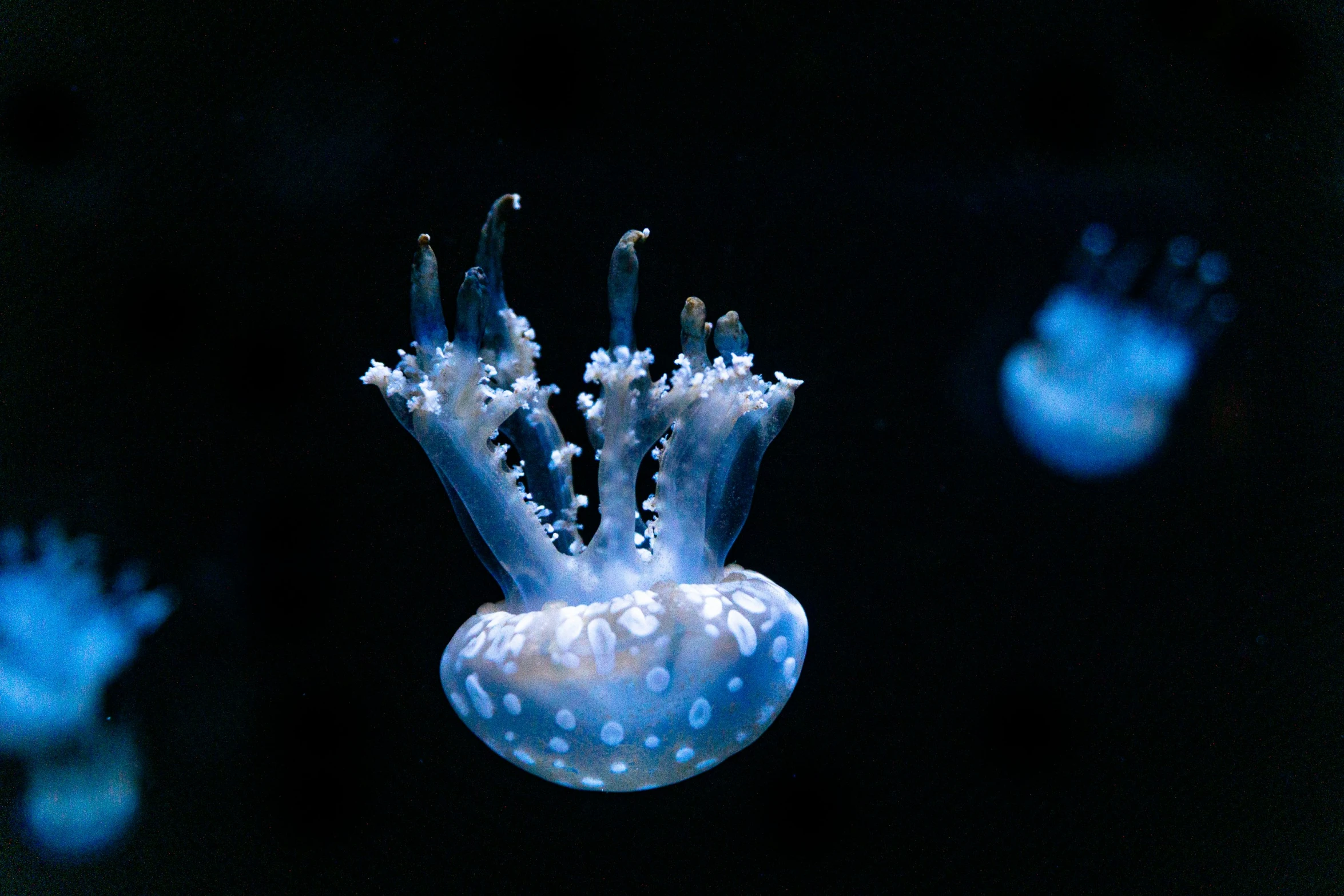 some very pretty blue sea creatures in the ocean