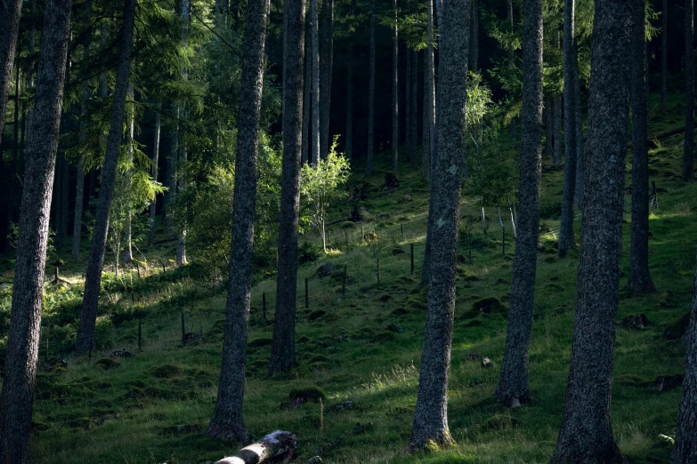 a dog standing on the ground in a forest