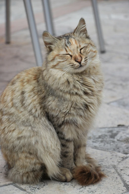 a cat sitting on the floor staring forward