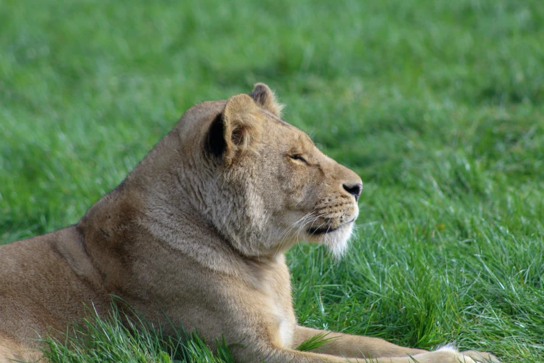a lion lying in some grass with its eyes closed