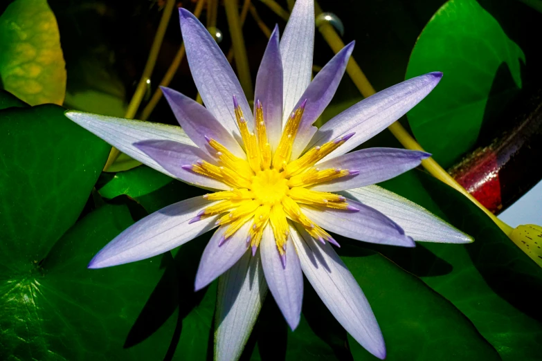 a pink and yellow water lily sitting on top of a plant