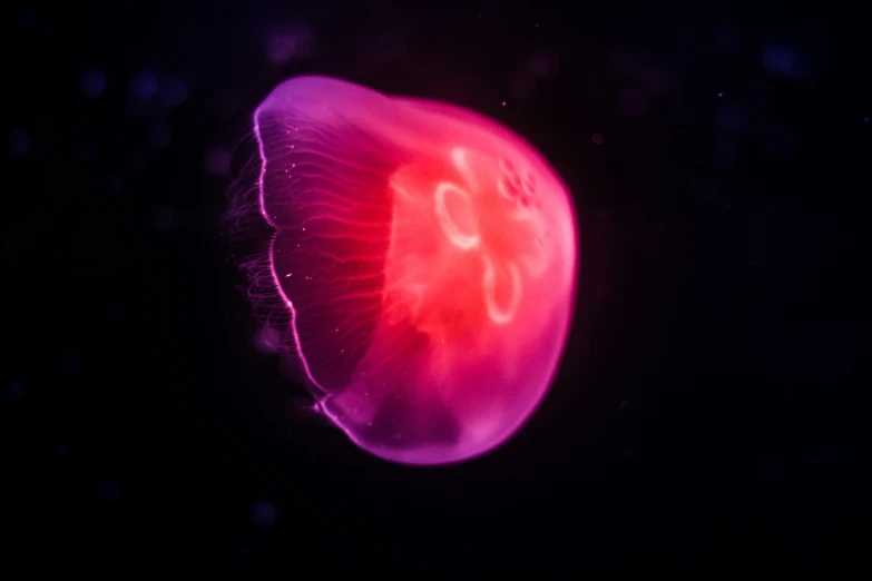a purple jellyfish swimming on water with light up