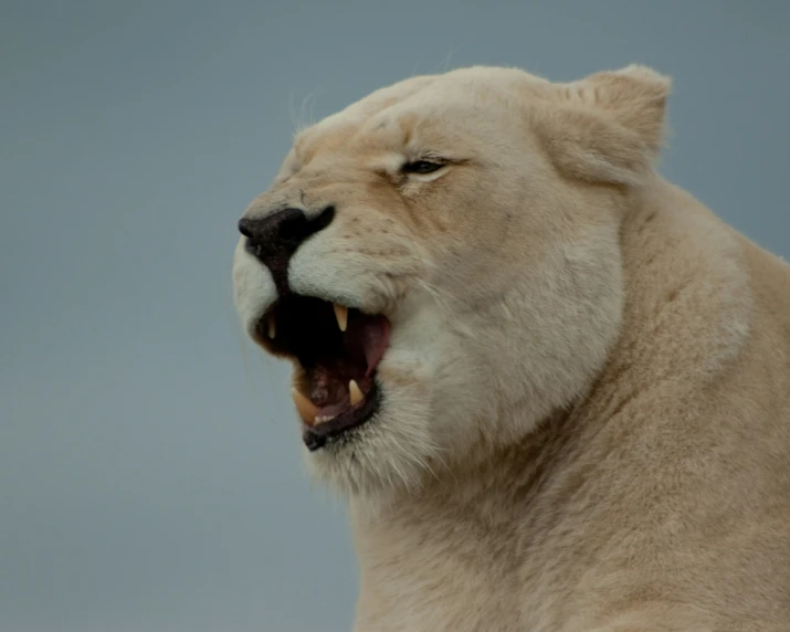 close up view of a white lion with his mouth open