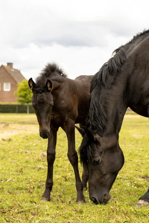 a large and small horse eating grass in a field