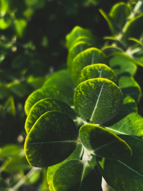 close up of leaves on the side of a bush