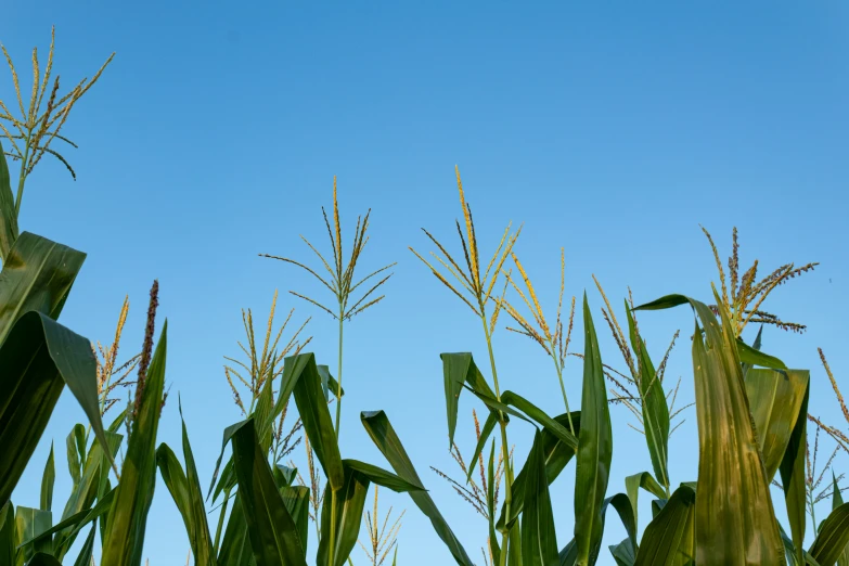 the image shows green stalks of corn