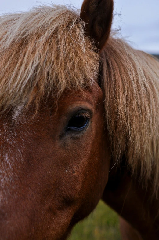 an animal with very long hair on the grass