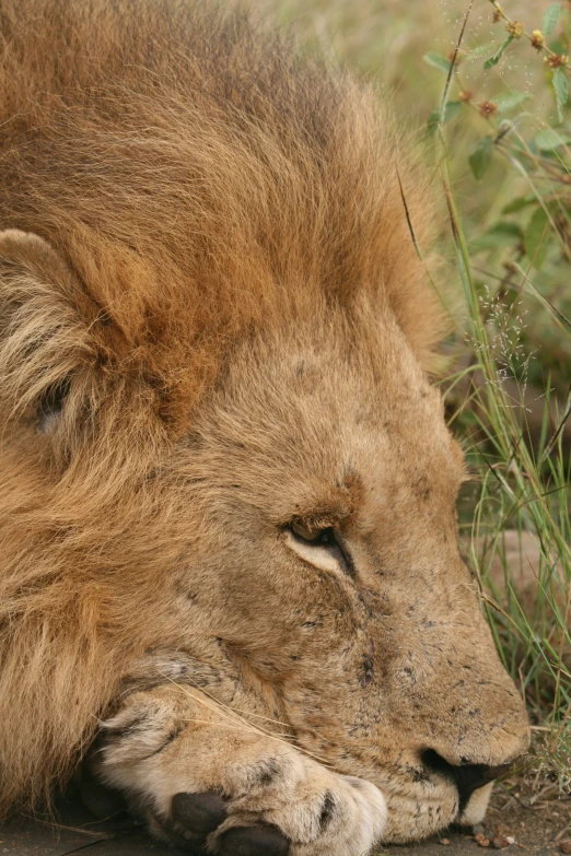 a lion laying on the ground in a field