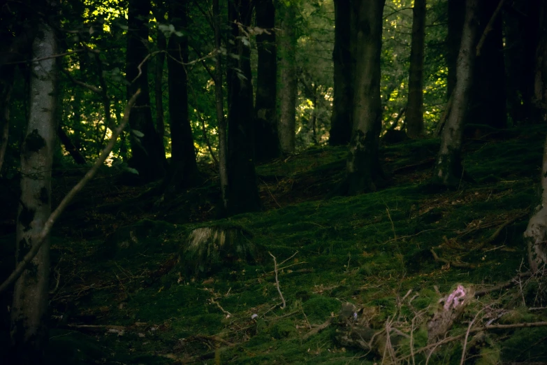 two sheep in an open area surrounded by trees