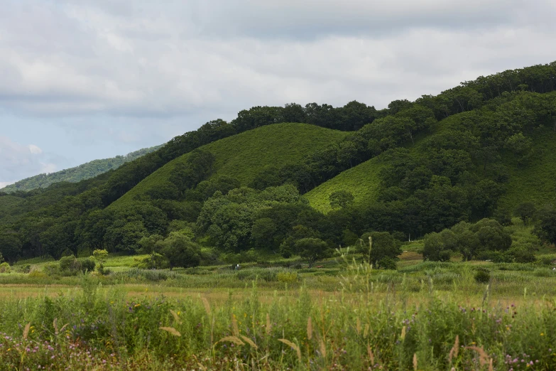 a hill with large green trees in the distance