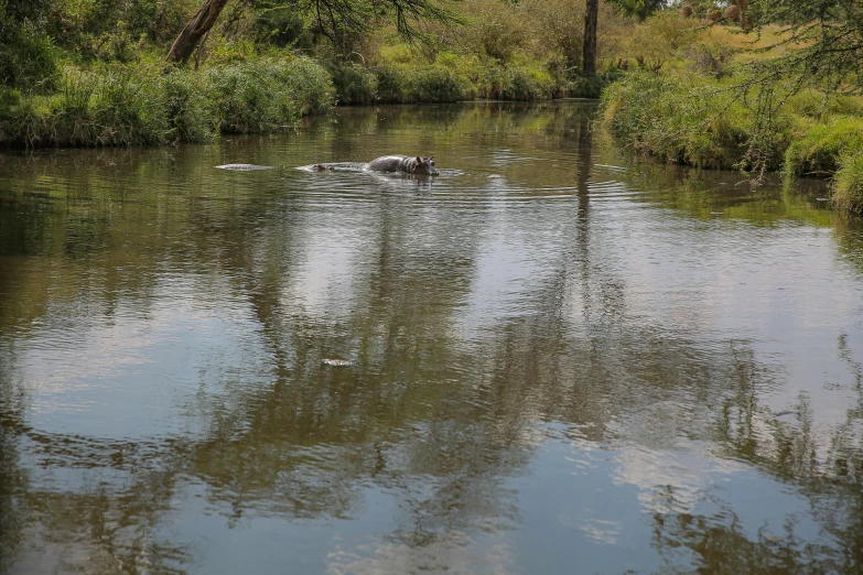 there are many small birds in the water